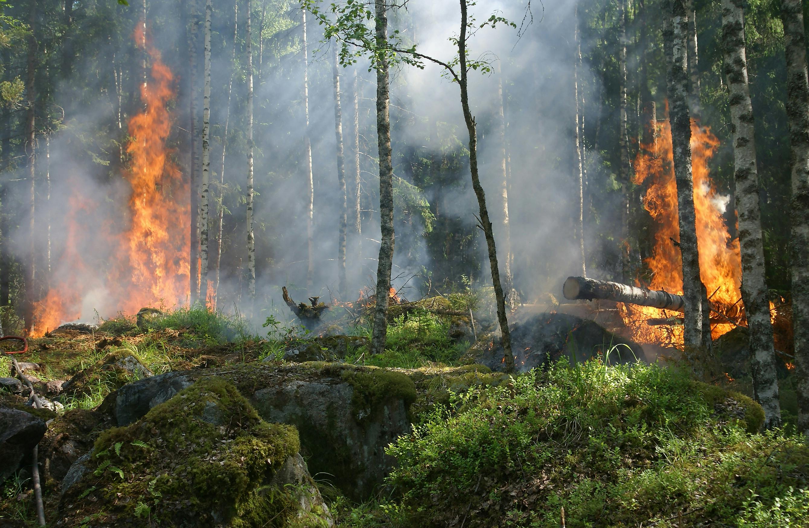 Greece, Turkey Wildfires: Apocalyptic Flames Rage as Mediterranean Records Deadly Temperatures