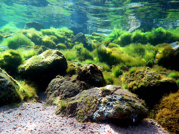 South Australia Battles Toxic Algae Boom 